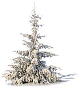 spruce covered with snow