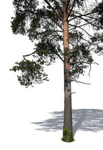 cut out foreground trunk of a pine tree