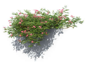 rendering of hanging vine Campsis grandiflora