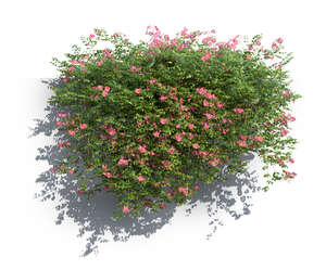 rendering of a blooming trumpet vine