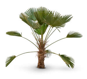 tropical small palm tree in shadow