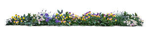 cut out row of blooming flowers and violets