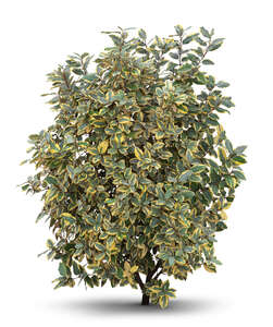 cut out golden euonymys bush