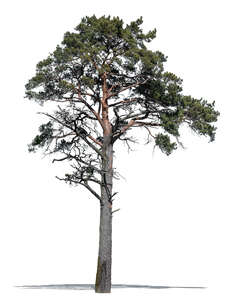 beautiful pine tree in sunlight