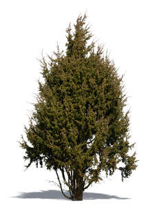 juniper tree in sunlight