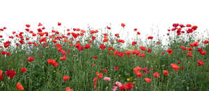 cut out foreground of blooming red poppy field
