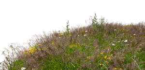 foreground of grass and flowers in summer