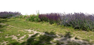 cut out foreground with large flowerbed with sage and other flowers 