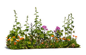 blooming flowerbed in summer