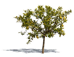 cut out small lemon tree with lemons