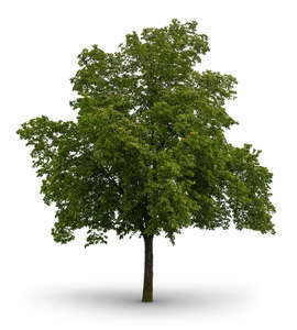 cut out linden tree in shade