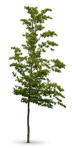 cut out young bird cherry