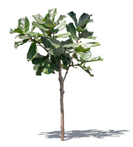 cut out small tropical tree