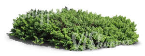 cut out thick shrub