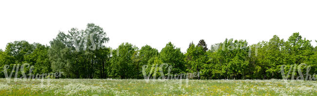meadow with green trees