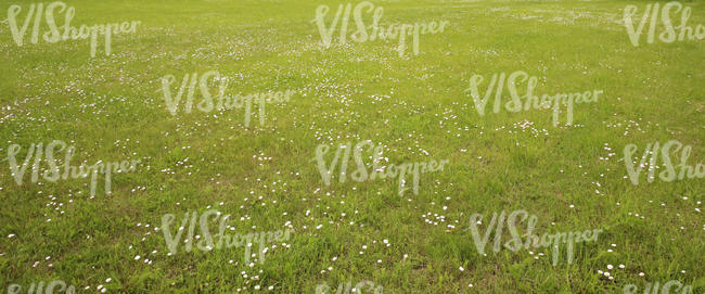 short grass ground
