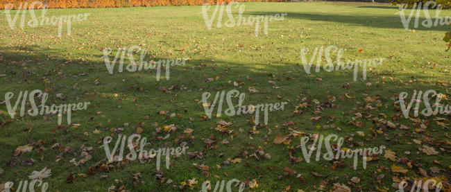 lawn with a shadow and some leaves