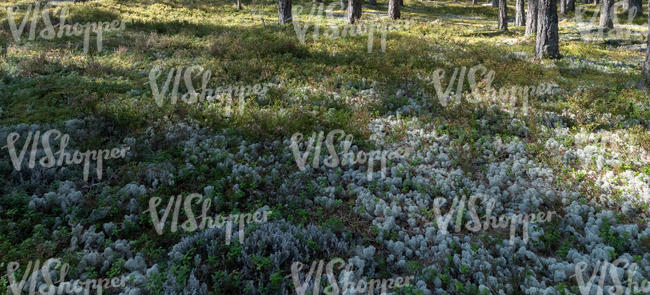 shady forest floor
