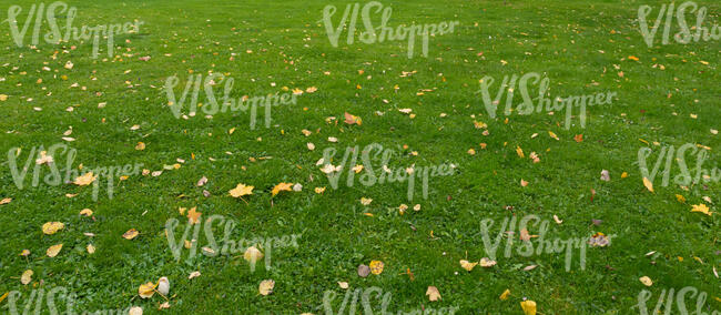 grass field with some fallen leaves