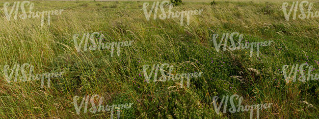 field of tall grass in summer
