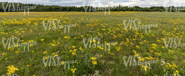 field of st john wort