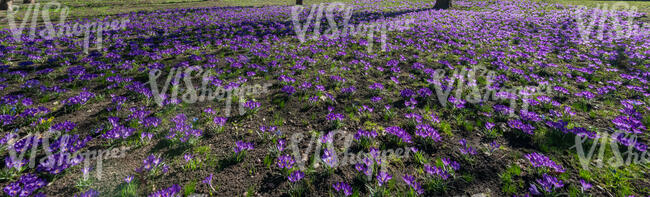 field of blooming crocuses in spring