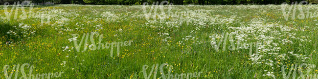 meadow with tall green grass