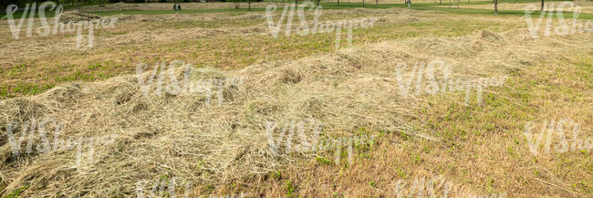 mowed hay