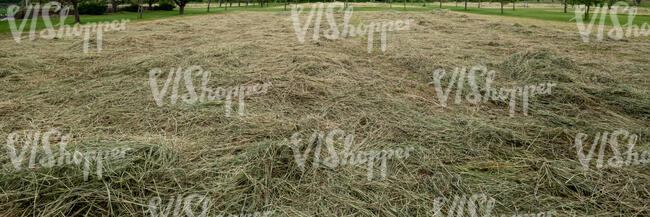 mowed hay field
