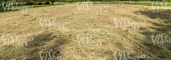 mowed dry hay in sunlight