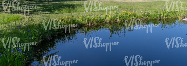 lake bank in sunlight