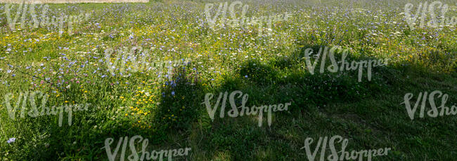 blooming meadow with a tree shadow