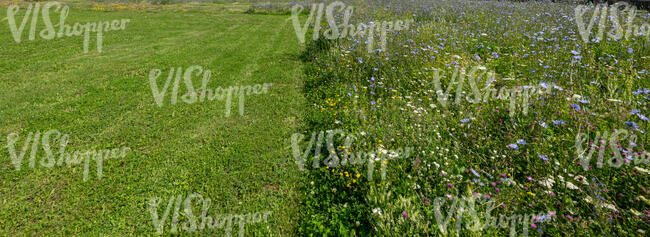 meadow next to a mowed lawn