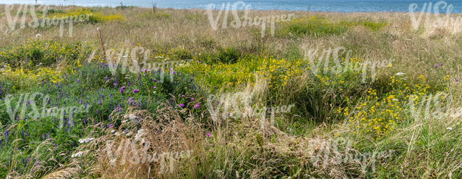 beautiful wild meadow in summer