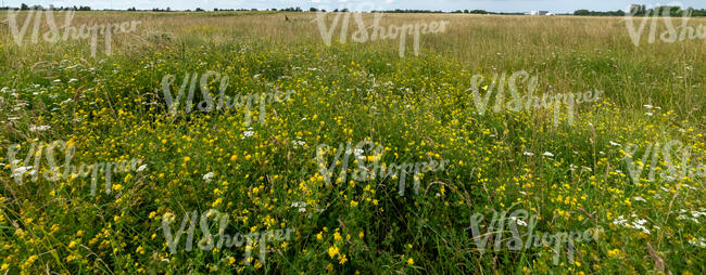 meadow with wild plants and flowers