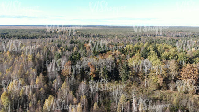 top view of a forest in autumn