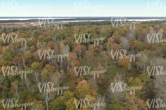 top view of an autumn forest