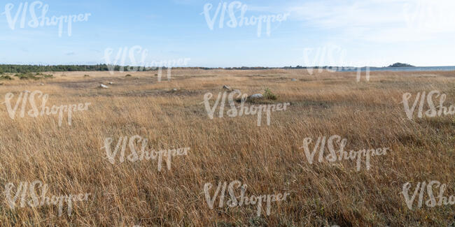 seaside field with reed in autumn