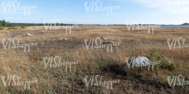 field of reed with rocks at a seaside