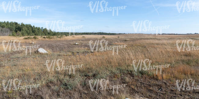 wild seashore with reed in autumn