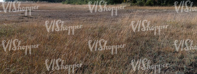 common reed in autumn