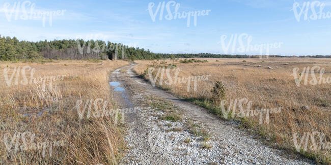 small road through a field of reeds
