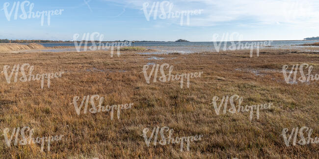 seaside with reeds in autumn