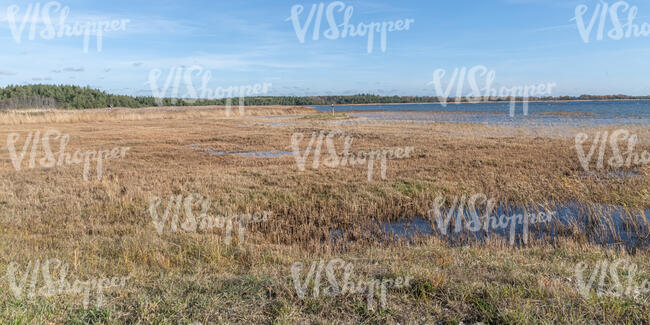 field of reeds at a seashore