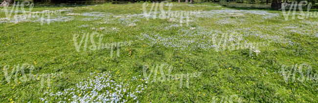meadow with blooming spring flowers