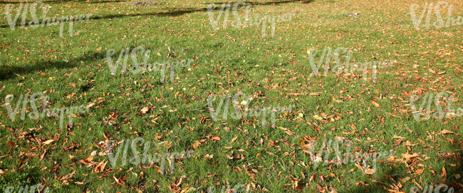 field of grass in autumn