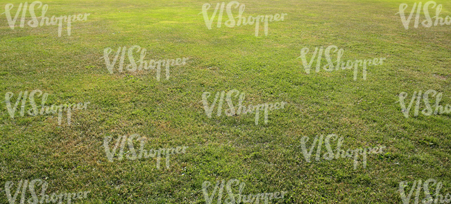 field of grass in early summer