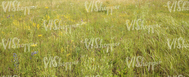a field of tall grass