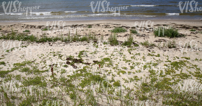 sandy seaside ground 