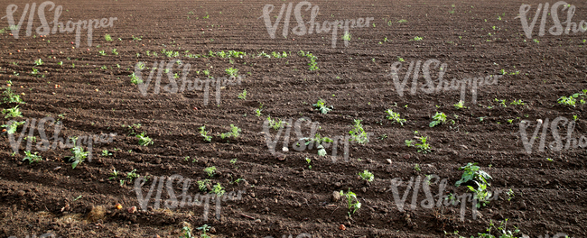 a plowed field